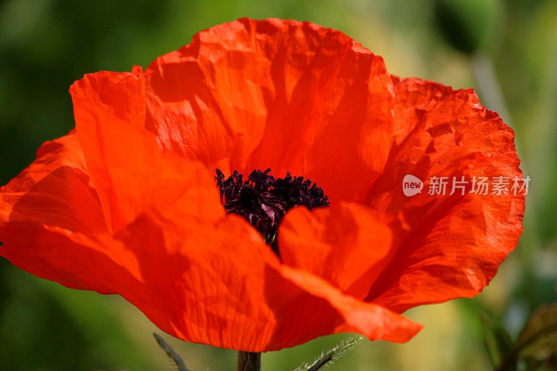 红色罂粟花(Brilliant Red Oriental poppy / Papaver Orientale Brilliant)
